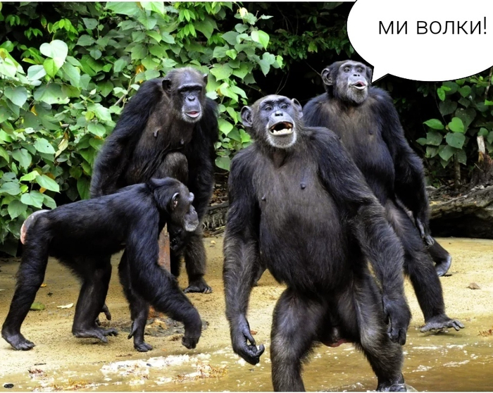 Ответ на пост «ИЗБИВАЮТ МАЛЬЧИКОВ, ПРИСТАЮТ К ДЕВОЧКАМ: КРАСНОЯРЦЫ ЖАЛУЮТСЯ НА ХУЛИГАНОВ-ПРИЕЗЖИХ»