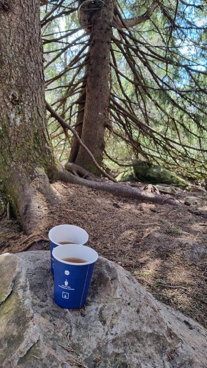 Есть классные места в тени елей для привала