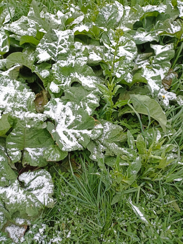 Всех со средой! Май, Погода, Мобильная фотография