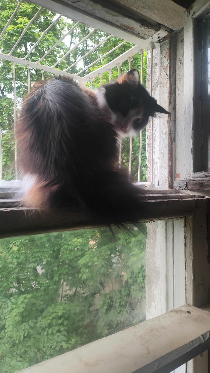 У кисы критические дни. Выпрыгивает и поет песни. Да какие песни!