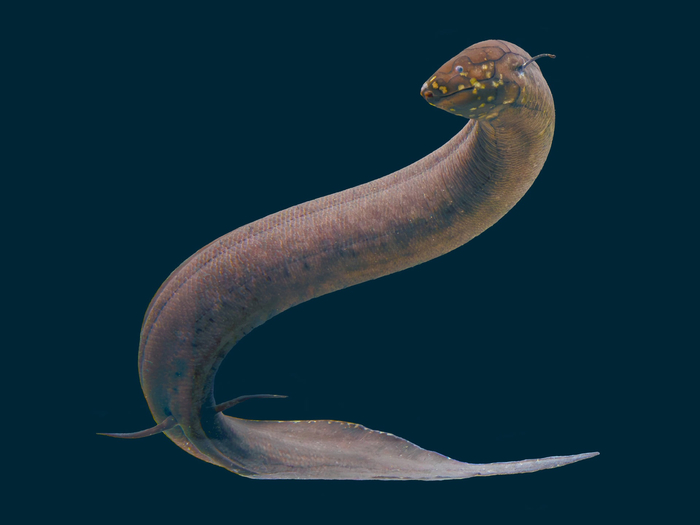 Привет, я пришел попозировать и сломать тебе мозг. Как видишь, крутую позу я уже принял!