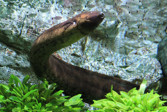 Благодаря неприхотливости чешуйчатники отлично живут в аквариумах. Правда, в банку их не посадишь — они вырастают до 1,2 метра!