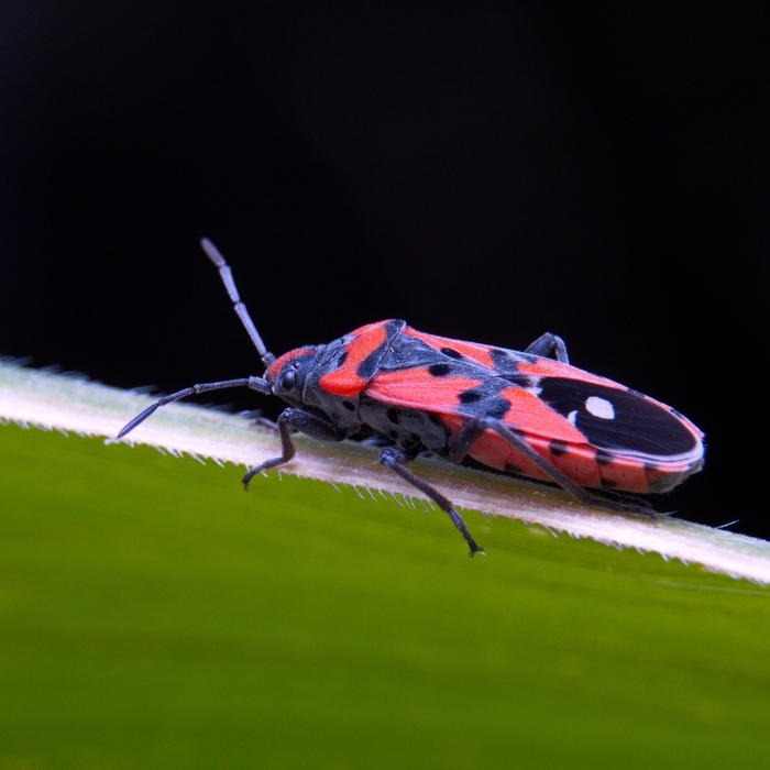   (. Lygaeus equestris)      , ,   