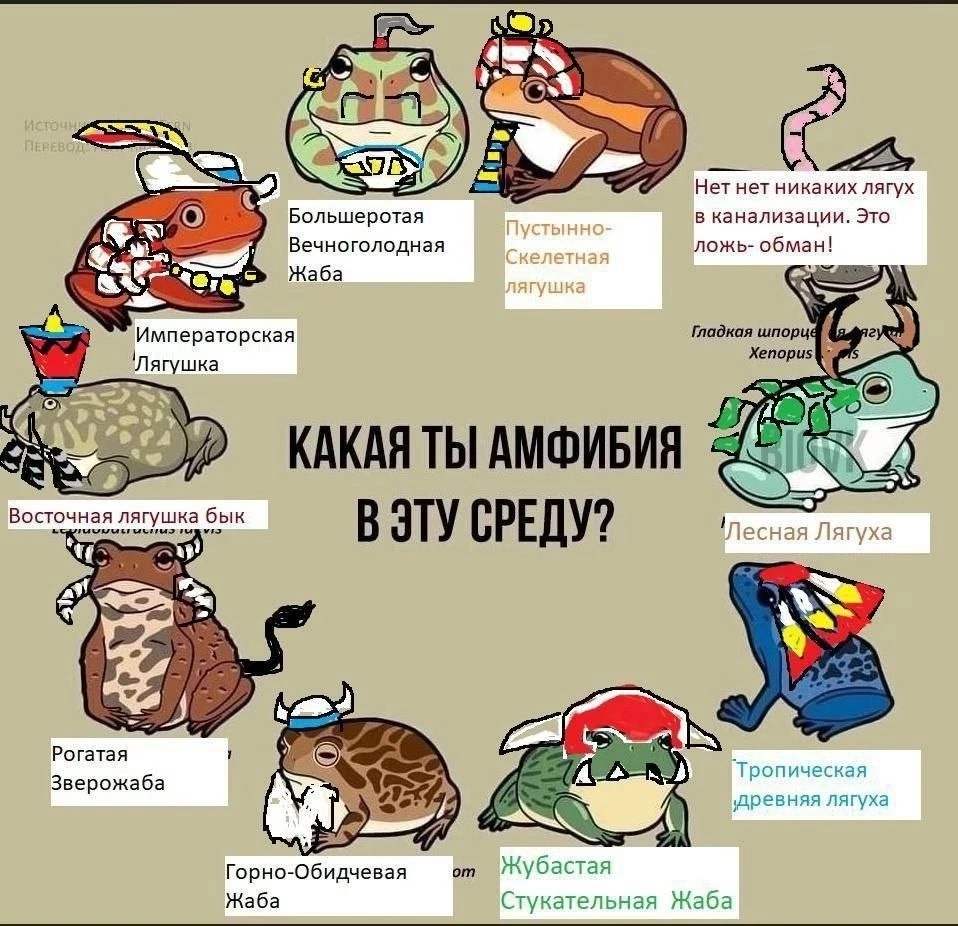 С Средой мои кваховские чуваки - Warhammer Fantasy Battles, Warhammer, Wh Humor, It Is Wednesday My Dudes, Жаба