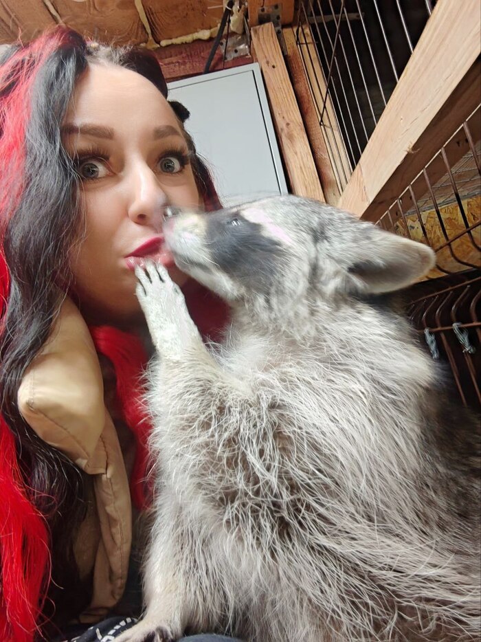   , Furry Raccoon