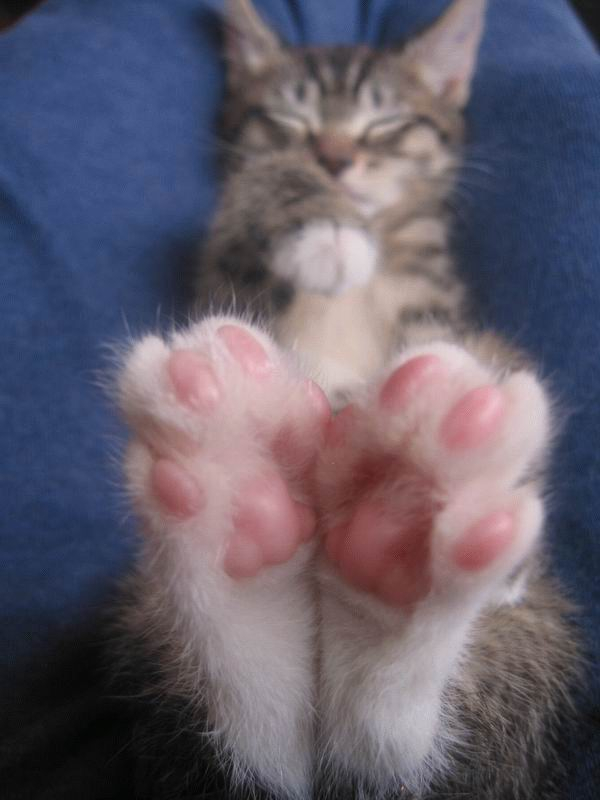     ? , ,  , Facebook ()