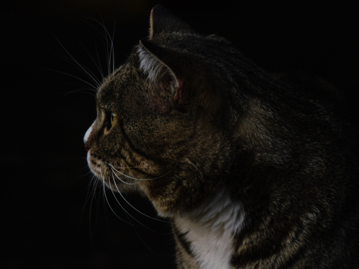 Кто вы? Мистер кот.