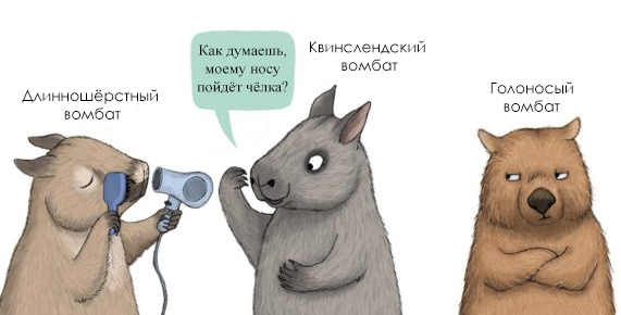     Interior spread from Wombats are Pretty Weird written and illustrated by Abi Cushman, Greenwillow Books 2023.