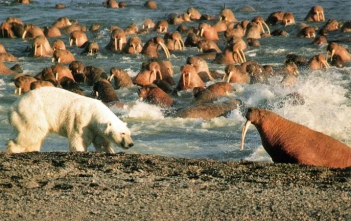 Морж: Оказывается, они нападают даже на китов. Как хищники. Тёмные секреты известного гиганта Моржи, Животные, Дикие животные, Морские обитатели, Яндекс Дзен, Яндекс Дзен (ссылка), Длиннопост