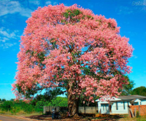 ������������� ��������