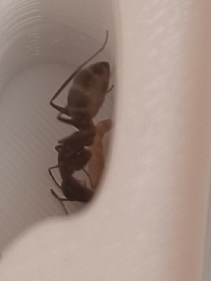  Camponotus cf jalensis  , , , , 