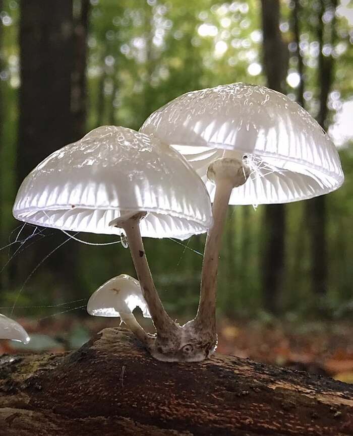 Удемансиелла слизистая