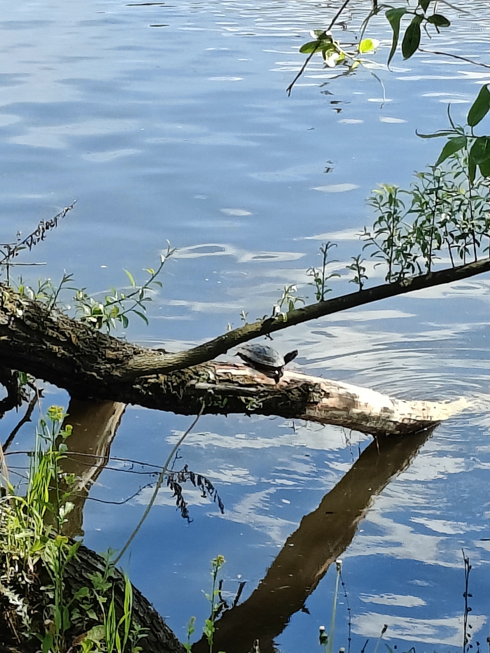 �. �����, ������������� �-��