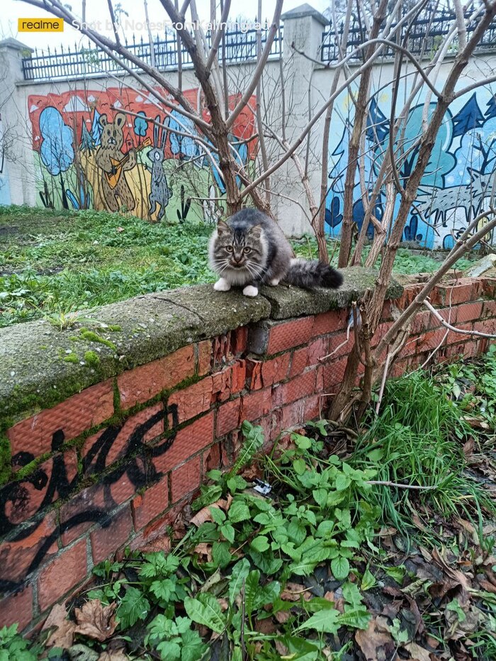 Утренний недотрога