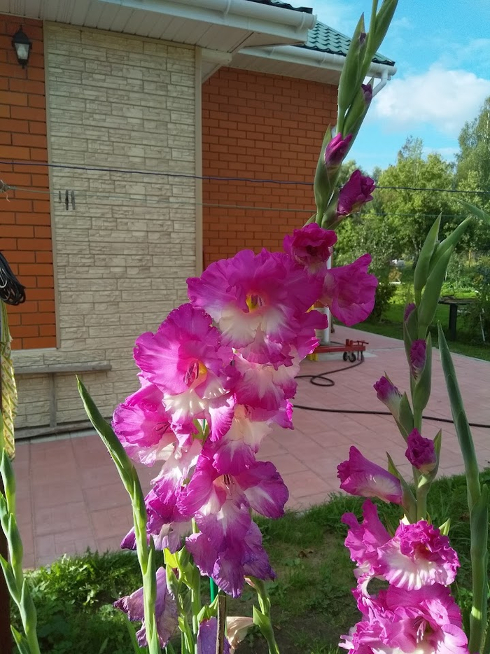 Гладиолус