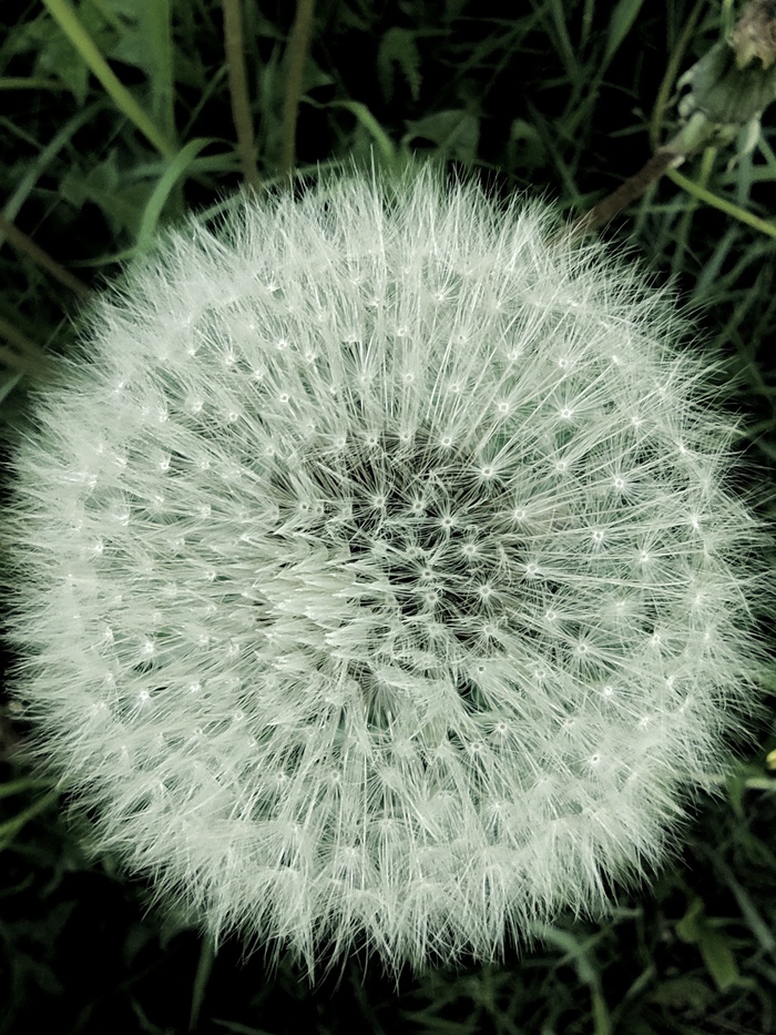 Утренний одуванчик