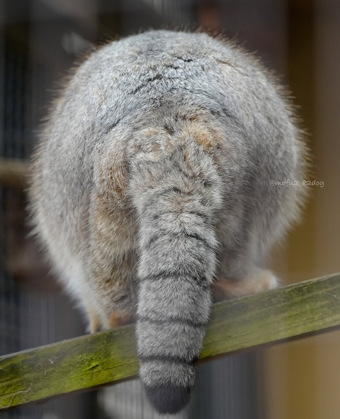 И снова я к вам с загадкой: чья попа?