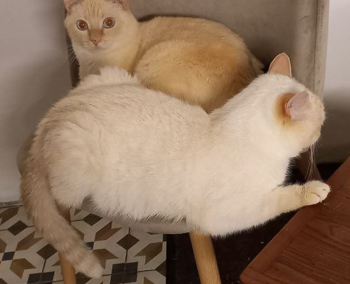     "  ??" " , ?" "    ?"