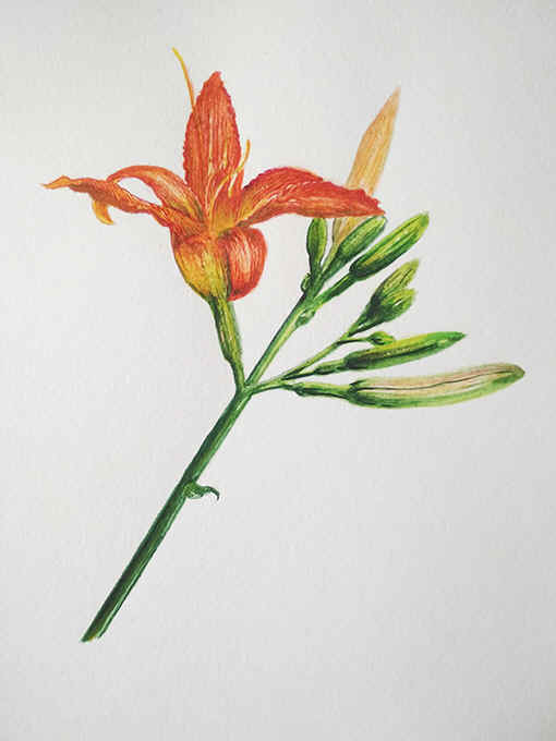 ��������, ��������