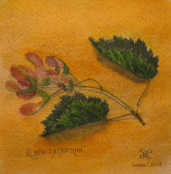 ���� ���������, ������� �����, ����������� ���������