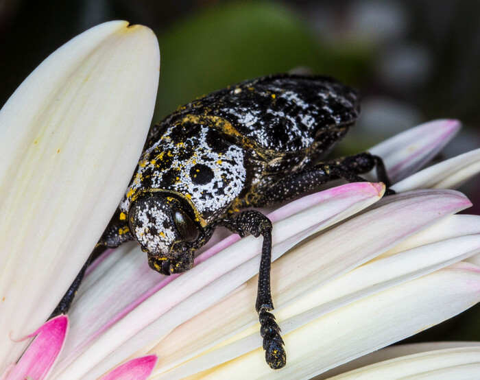 финиковый дровосек