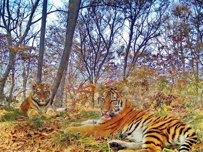 <a href="https://pikabu.ru/story/roditeli_i_deti_12795789?u=https%3A%2F%2Fru.wikipedia.org%2Fwiki%2F%25D0%2590%25D0%25BC%25D1%2583%25D1%2580%25D1%2581%25D0%25BA%25D0%25B8%25D0%25B9_%25D1%2582%25D0%25B8%25D0%25B3%25D1%2580&t=%D0%90%D0%BC%D1%83%D1%80%D1%81%D0%BA%D0%B8%D0%B5%20%D1%82%D0%B8%D0%B3%D1%80%D1%8B&h=dd90bf18a8203d201c986d93fab45e6874c515b9" title="https://ru.wikipedia.org/wiki/%D0%90%D0%BC%D1%83%D1%80%D1%81%D0%BA%D0%B8%D0%B9_%D1%82%D0%B8%D0%B3%D1..." target="_blank" rel="nofollow noopener"> </a>