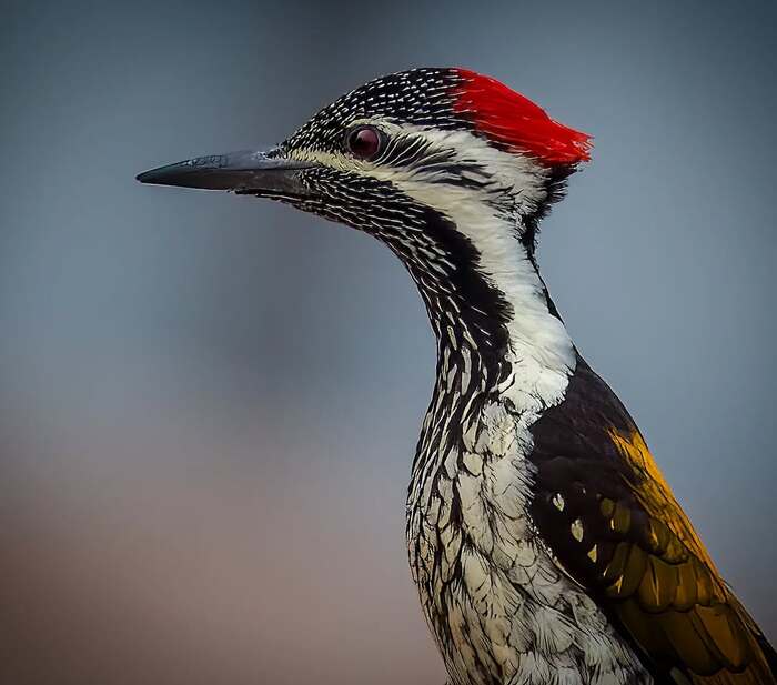 Малый индо-малайский дятел