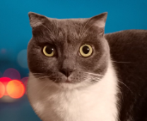 �������� ��� ��������