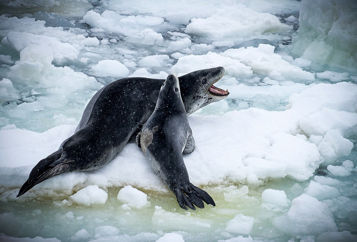 Тебе уже пять недель отроду, когда ты наконец съедешь?!
