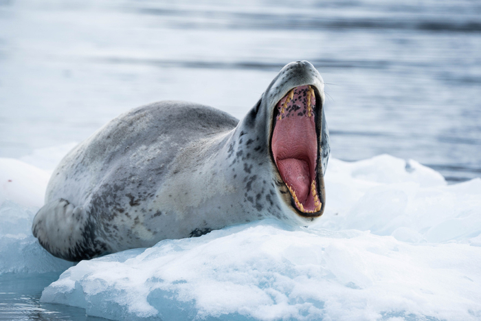 Не вижу кто ты, но полезай ко мне в рот.