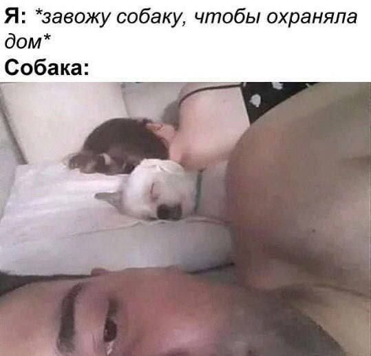    ! , , Telegram (),   