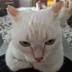 Morrskaya