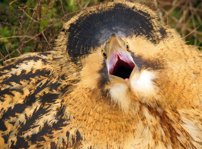   - ,       ,      .         !