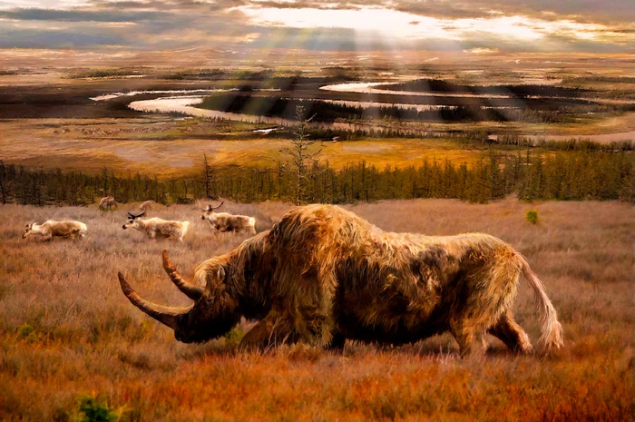 Сейчас бы в тундростепь, носорогов кормить...