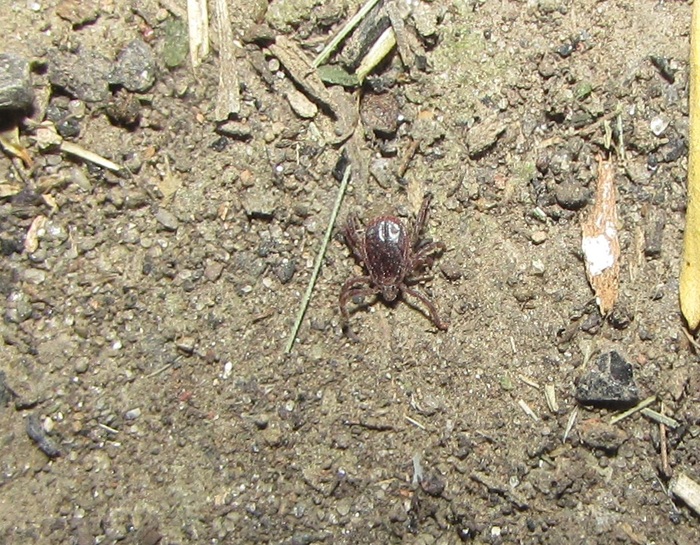 На земле так же бегают, хотя вчера был дождь