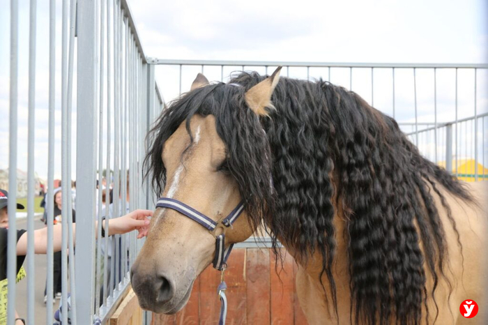 На выставке «Белагро» победил Пригожин