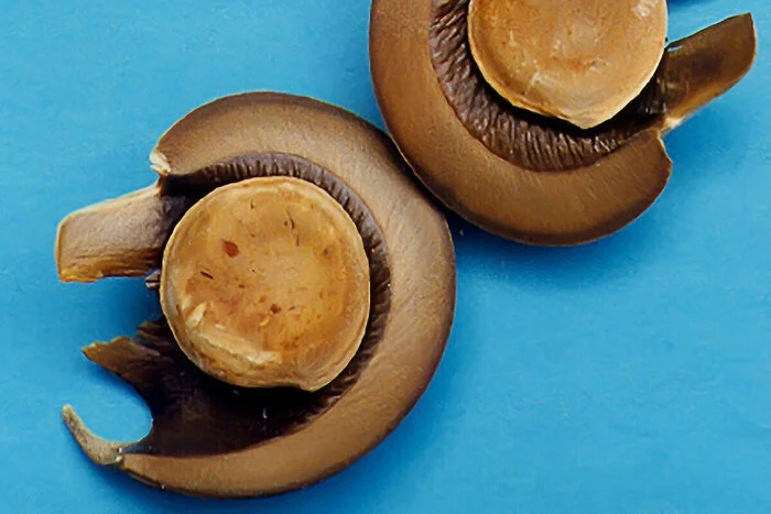 Дерево-динамит, одно из самых опасных на планете Дикая природа, Редкий вид, Растения, Ботаника, Длиннопост Дерево-динамит, одно из самых опасных на планете Дикая природа, Редкий вид, Растения, Ботаника, Длиннопост