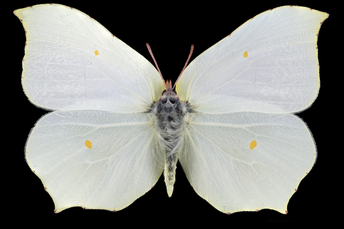 Самка Лимонницы.