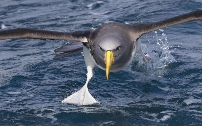 Они что, ещё и по воде бегать умеют?