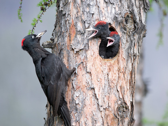 Крикливые дети и родители-строители. Если бы желна была нашим соседом, это был бы ад!