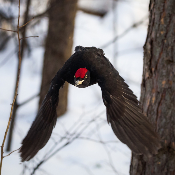 На самом деле, всё просто! Красная шапка — это не перья, это каска!