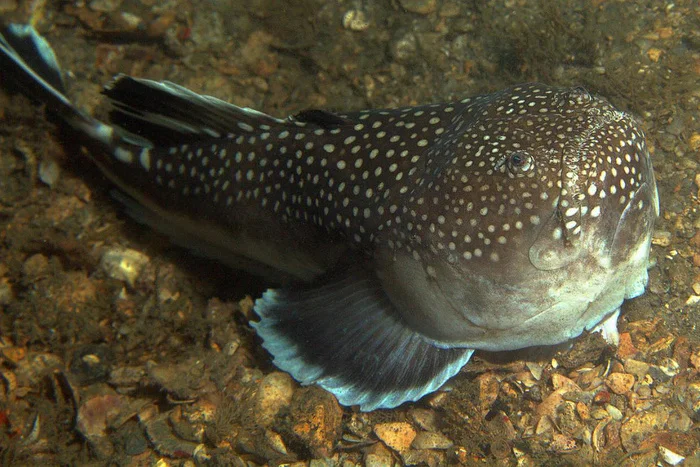 Единственное в мире существо способное убить молнией из глаз Биология, Редкий вид, В мире животных, Рыба, Животные, Дикая природа, Длиннопост Единственное в мире существо способное убить молнией из глаз Биология, Редкий вид, В мире животных, Рыба, Животные, Дикая природа, Длиннопост