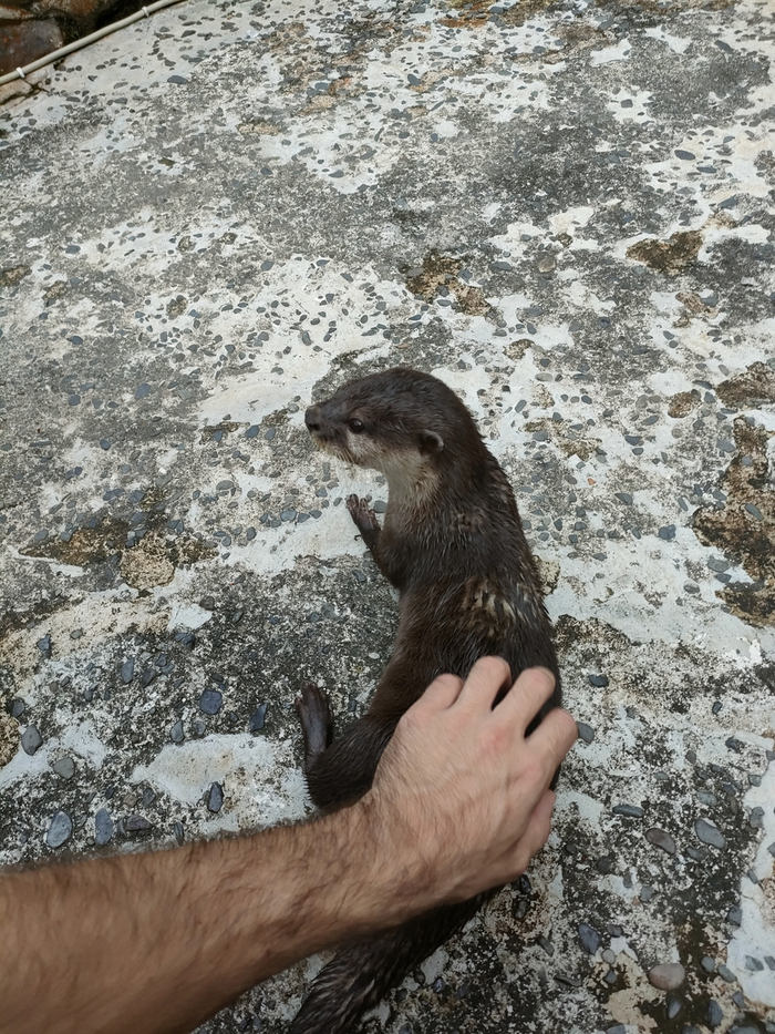 Даже без дрессировки бескоготные выдры хорошо относятся к людям. Но заводить их дома не стоит, для животных такая жизнь — огромный стресс.