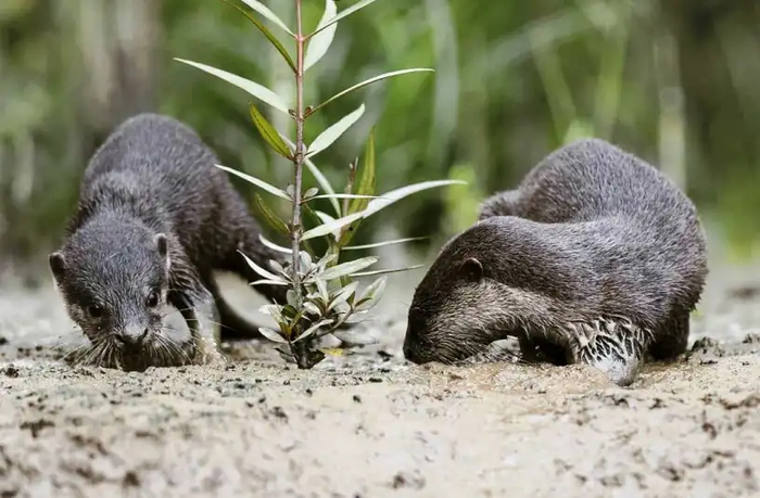 Зачастую ради вкусного обеда выдрам приходится хорошенько покопаться в земле.