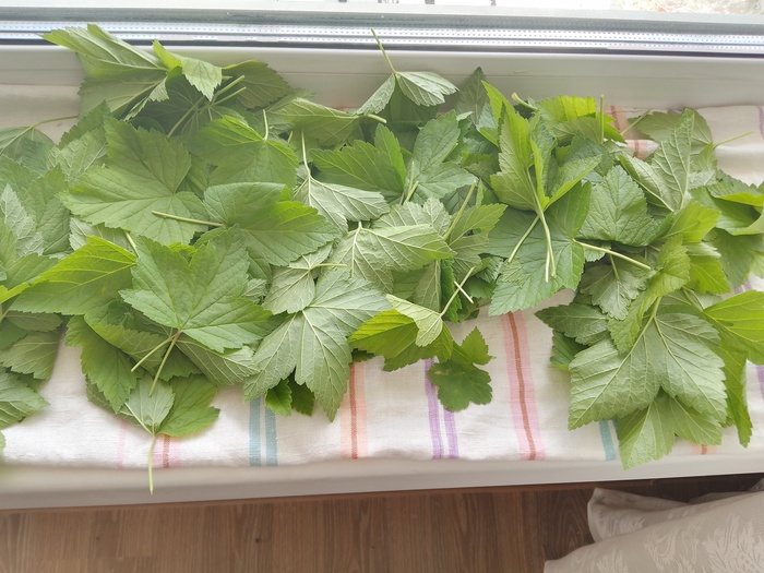 Время собирать... листья Чай, Напитки, Рецепт, Мат, Длиннопост