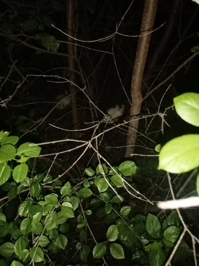      , , ,  ,   ,  (), , ,  , 