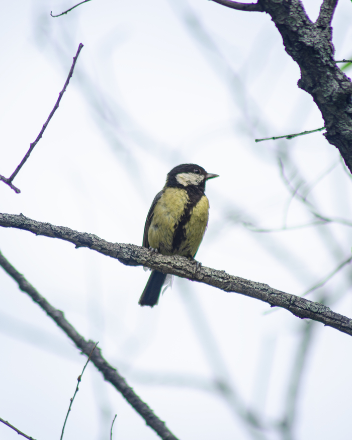 Большая синица