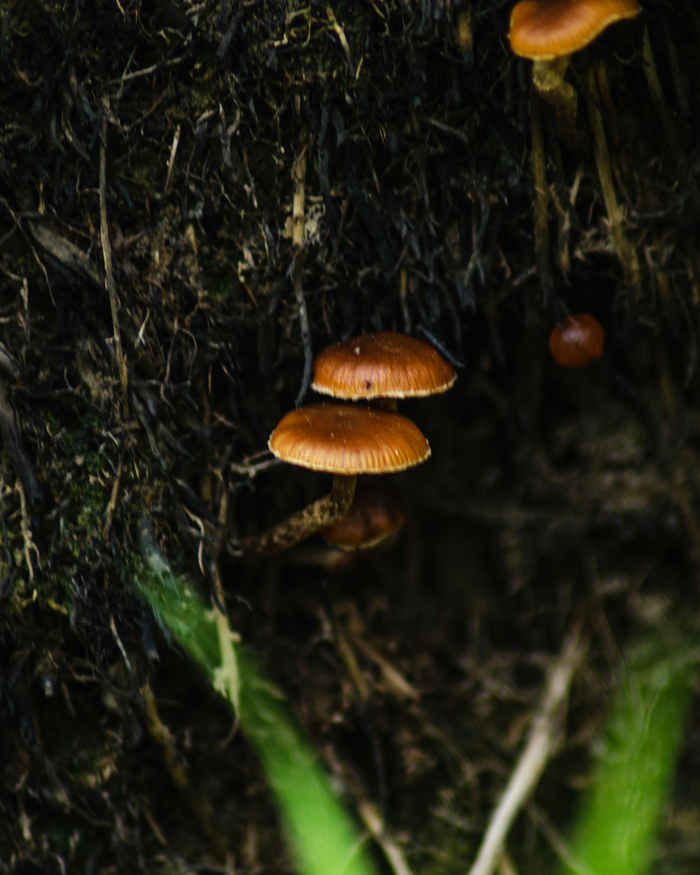 Галерина болотная