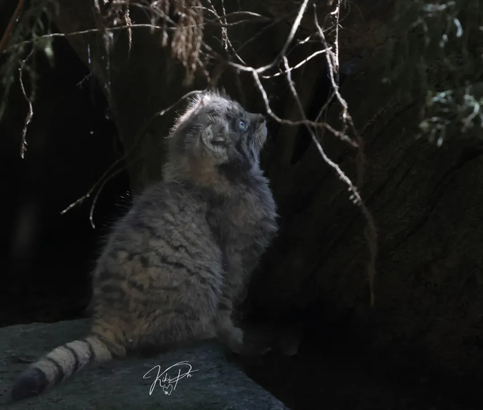 Фото взято из аккаунта <a href="https://pikabu.ru/story/mayskie_altashkibukashki_12818725?u=https%3A%2F%2Fwww.instagram.com%2Fp%2FDJ9eH0XI51K%2F%3Figsh%3DMXJmaXBlazhiY3FreQ%3D%3D&t=kikiph_photographer%20inst&h=9564c3f7d8e2e99267a9f8f6178ef1cf6e4b2a6b" title="https://www.instagram.com/p/DJ9eH0XI51K/?igsh=MXJmaXBlazhiY3FreQ==" target="_blank" rel="nofollow noopener">kikiph_photographer inst</a>