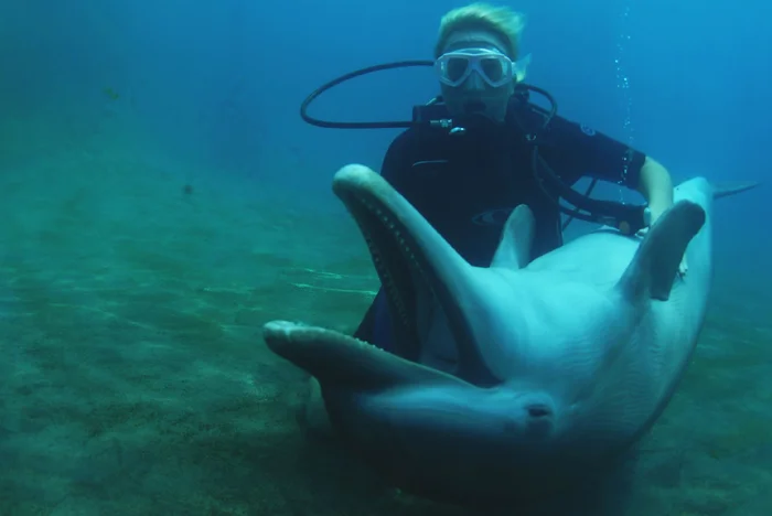 Вероятно, женщины иначе взглянут на игры с дельфинами, узнав что из этого может получиться. Да и мужчинам стоит быть осторожнее Дельфин, Морские обитатели, Животные, Дикие животные, Яндекс Дзен, Яндекс Дзен (ссылка), Длиннопост